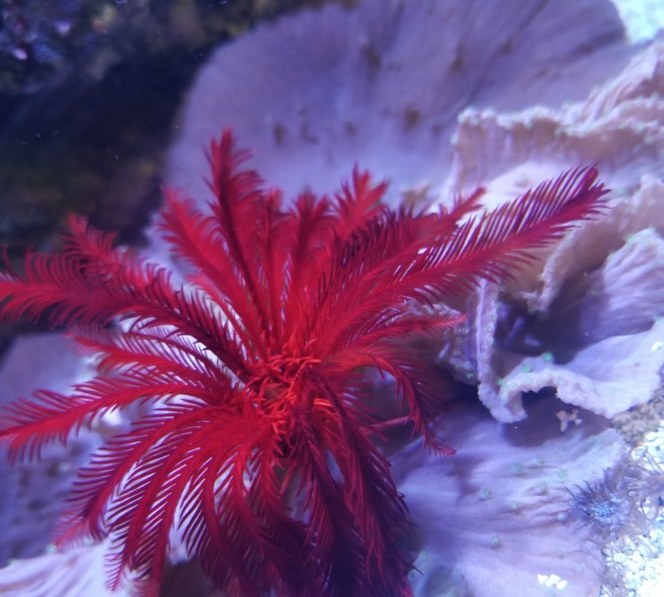 kr-aquarium-photo